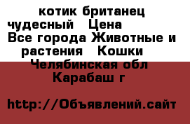 котик британец чудесный › Цена ­ 12 000 - Все города Животные и растения » Кошки   . Челябинская обл.,Карабаш г.
